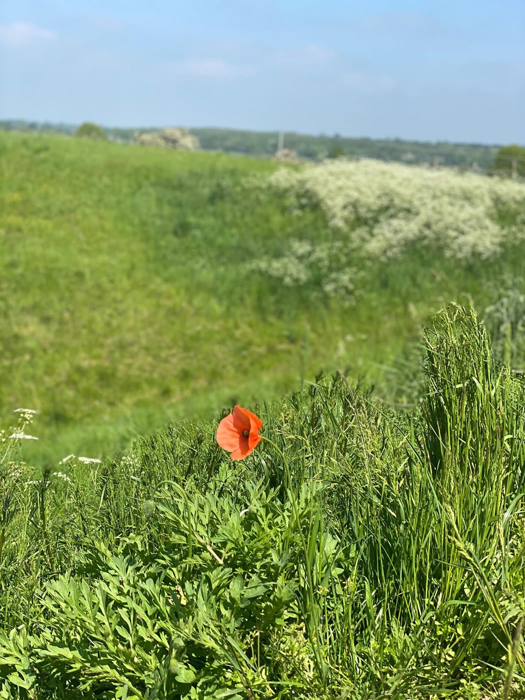 Conscious Rewilding - a blog post from Hall Farm Dadlington
