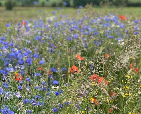 Wildflower Meadow at Hall Farm Dadlington