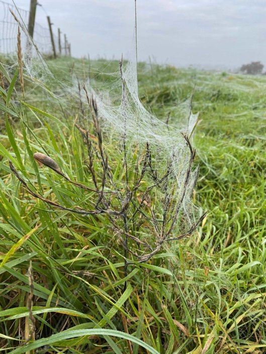 Dewy spring cobwebs at Hall Farm Dadlington