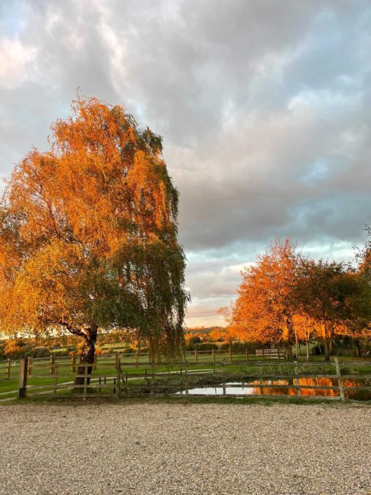 Autumn trees over the pond at Hall Farm