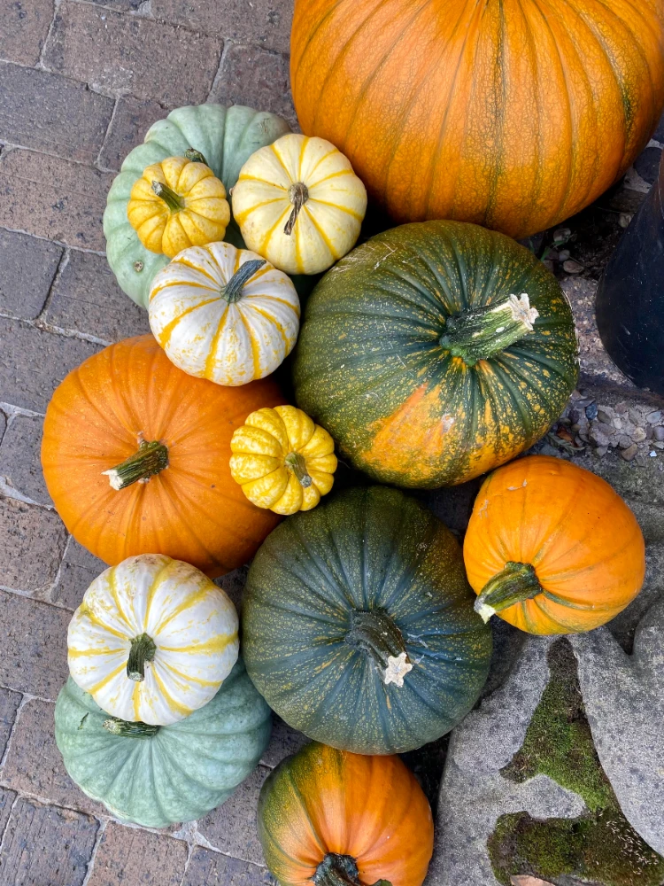 🎃Pumpkins, Halloween and all things spooktacular - a blog post from Hall Farm Dadlington
